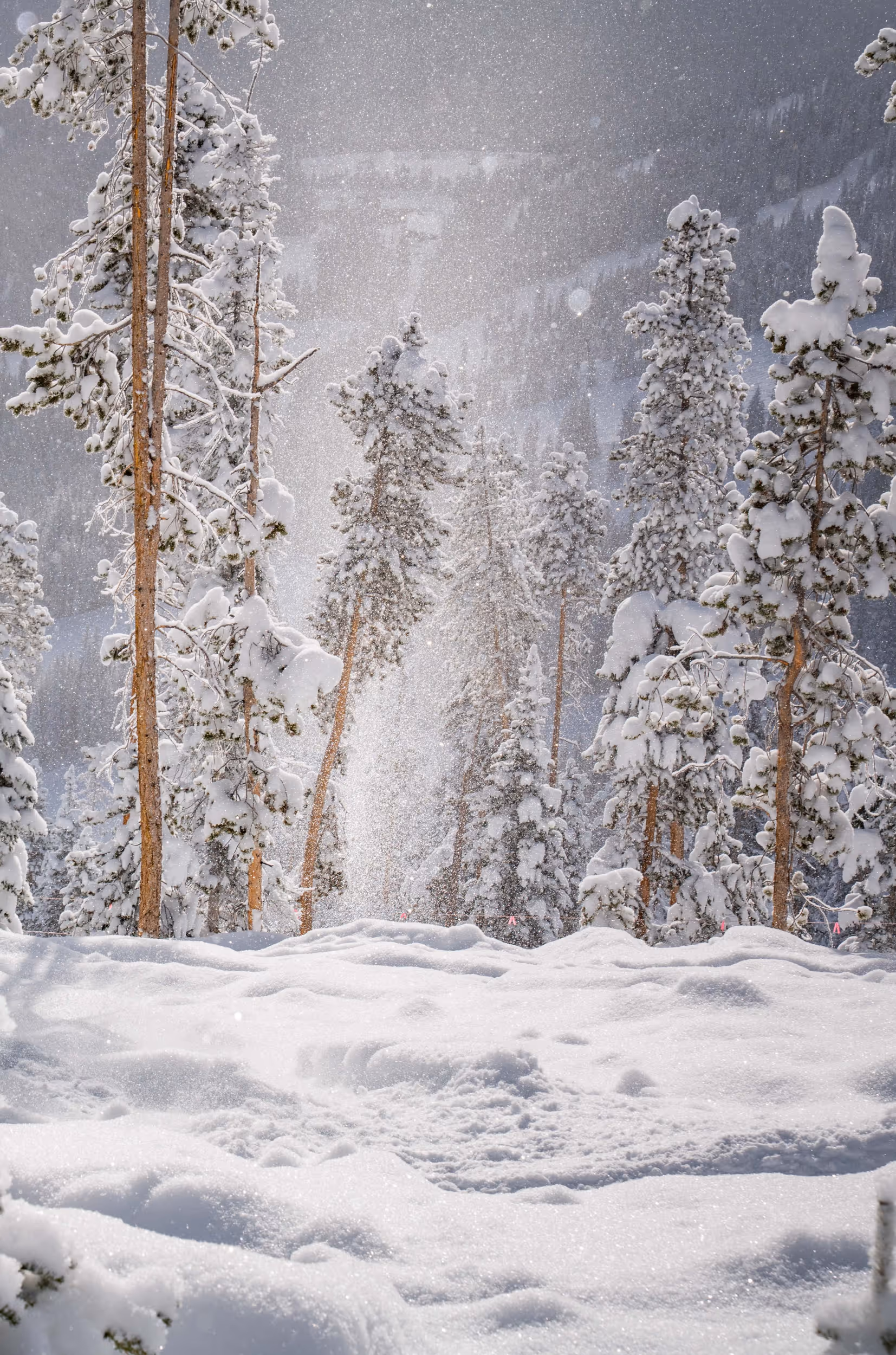 A lovely forest covered in snow 