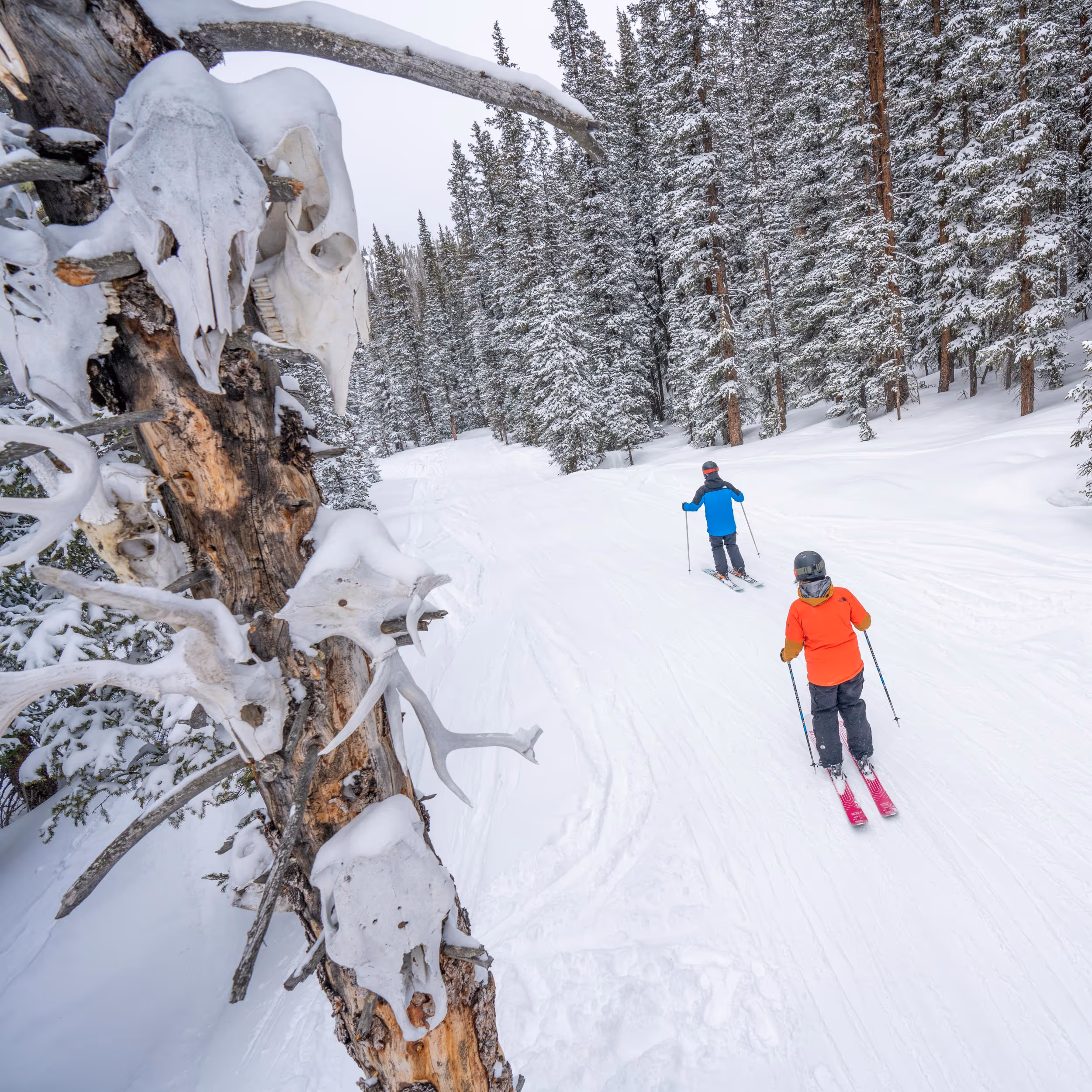 Some skiers enjoying a woodsy ski run 