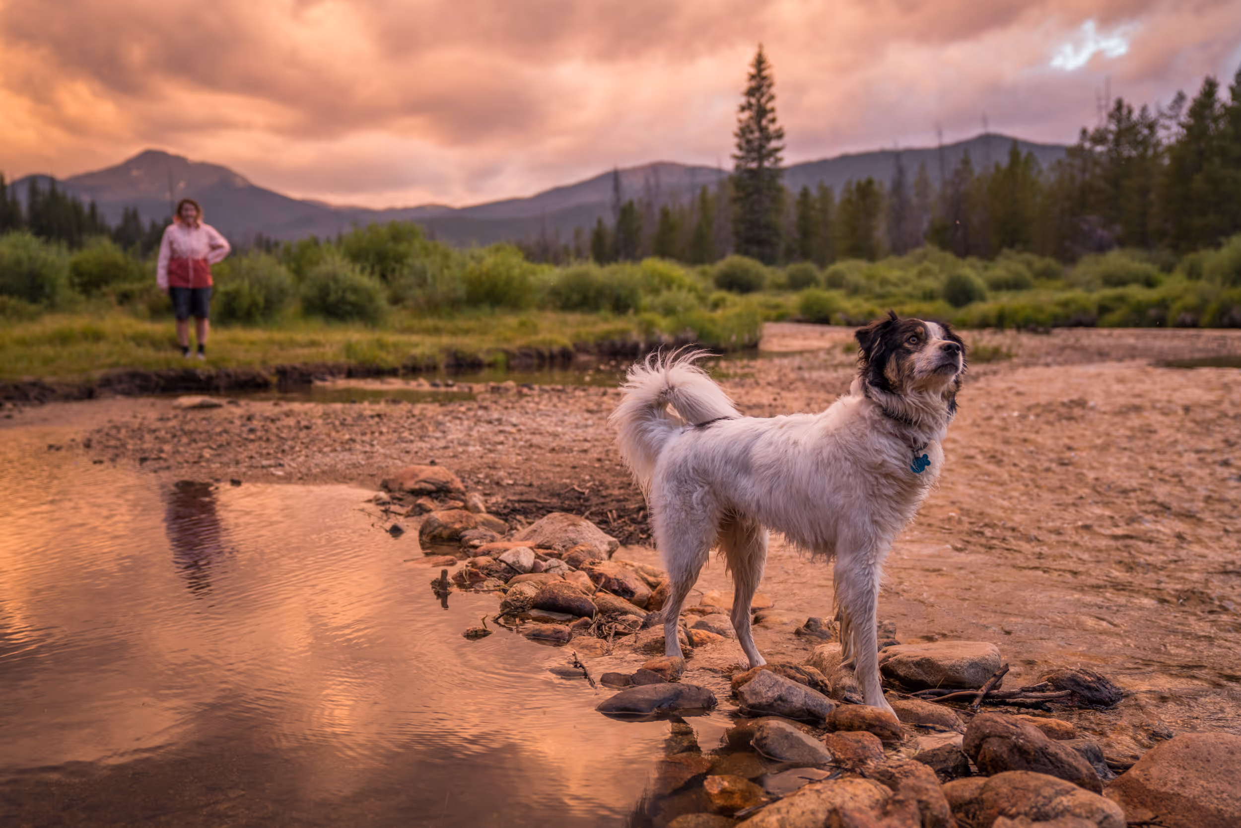 A woman watching her dog play in the river with mountains in the background and sunset giving everything a pink hue 