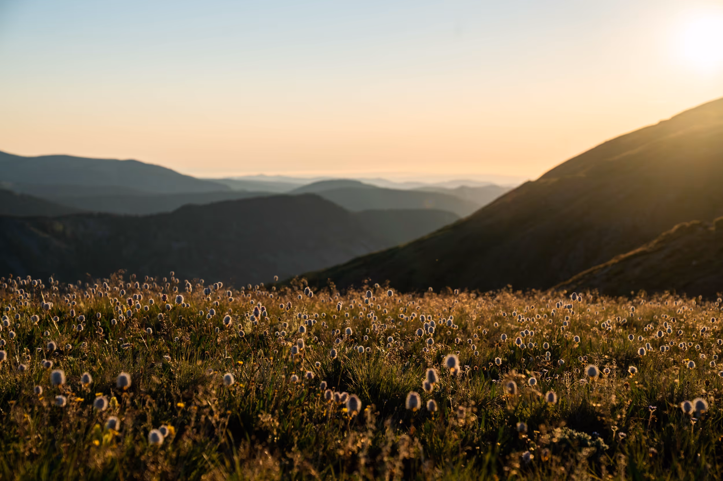 A sub-alpine meadow full of wildflowers during the sunset 