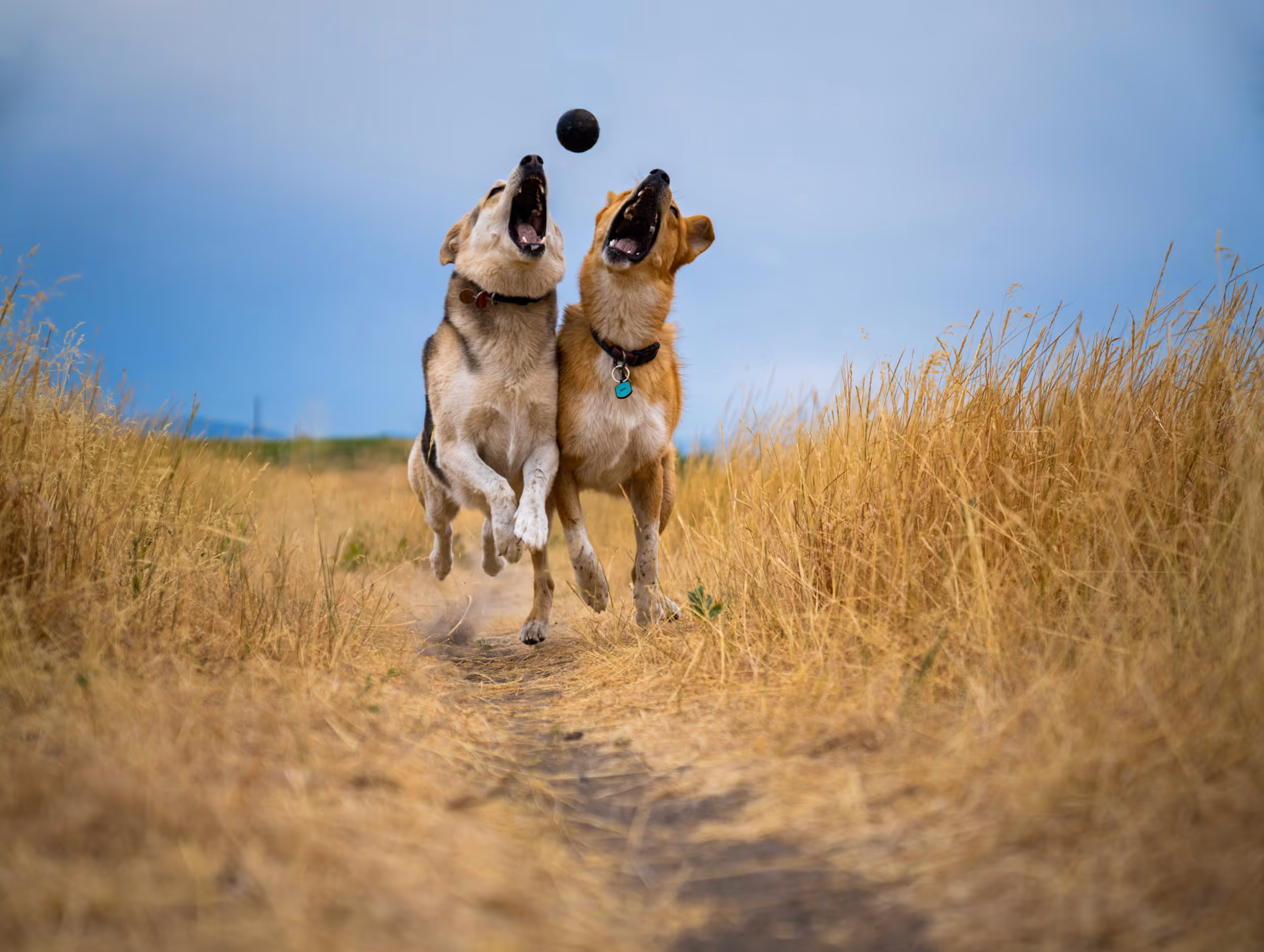 2 cute dogs running at the camera both trying to catch a toy mid air 