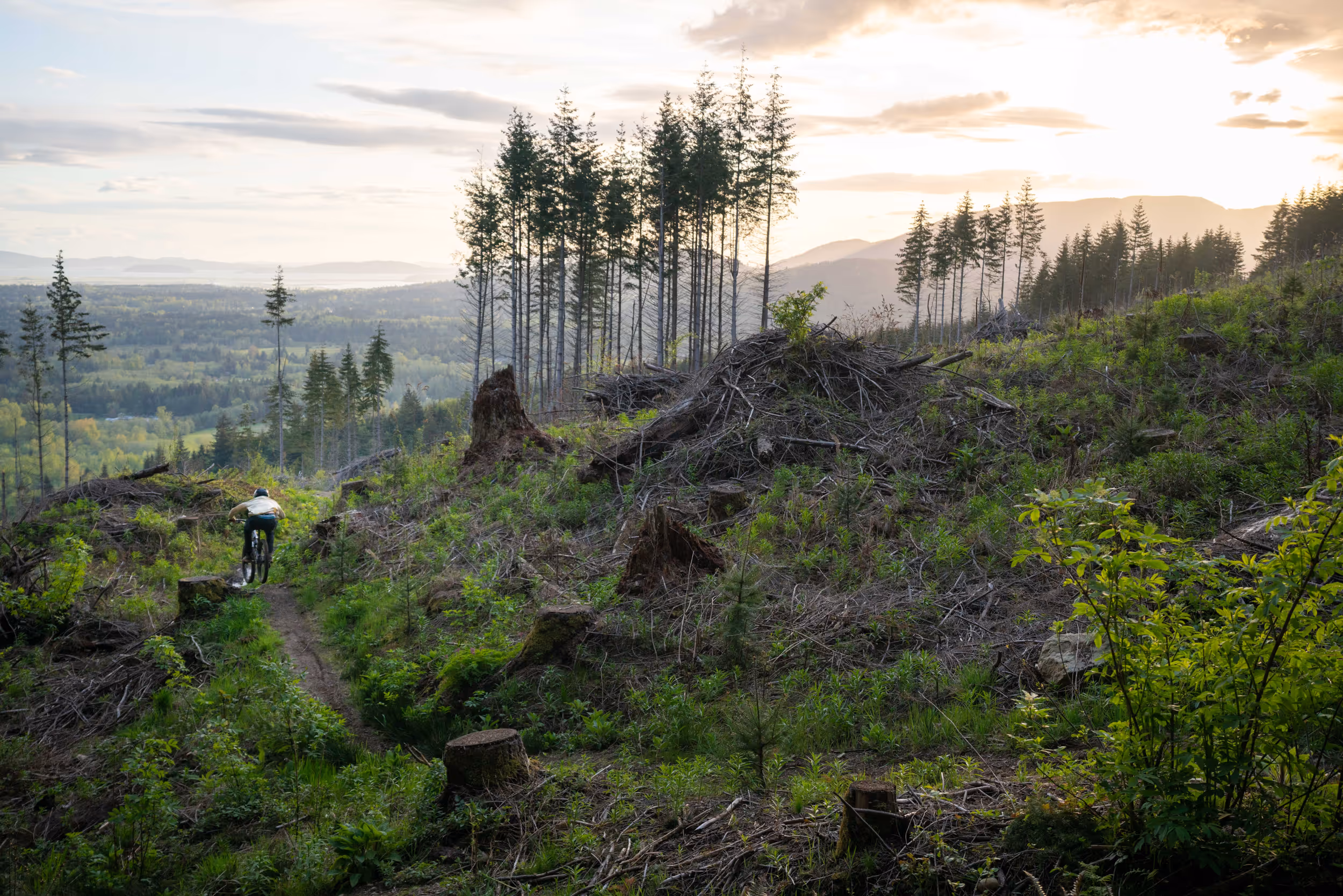 A mountain biker dropping into a misty section of trail while navigating a large amount of tree stumps 