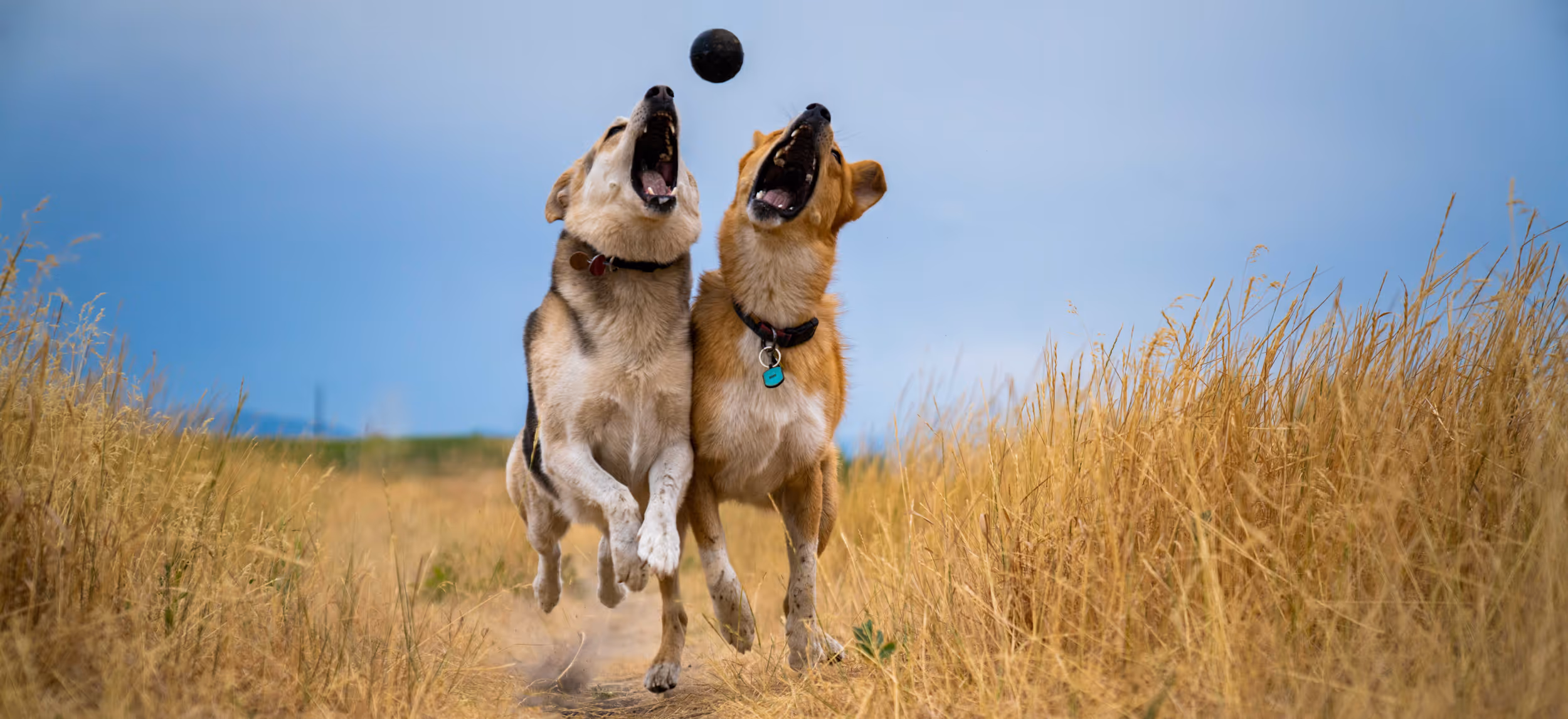 2 cute dogs running towards the camera trying to catch a toy in mid air 