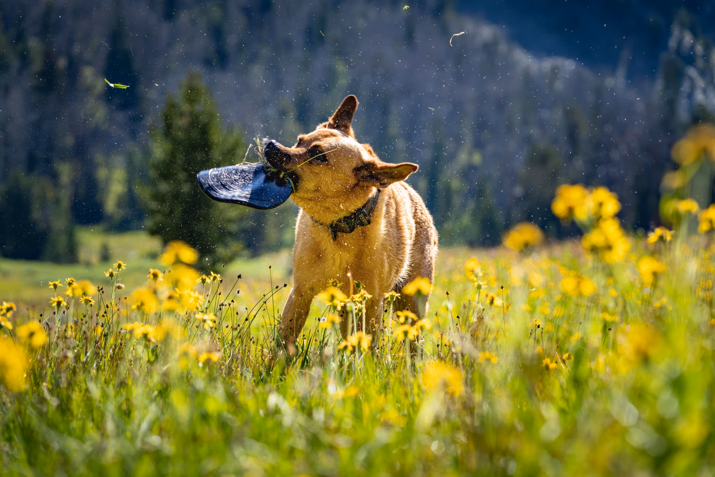 A dog mid shake after catching the frisbee