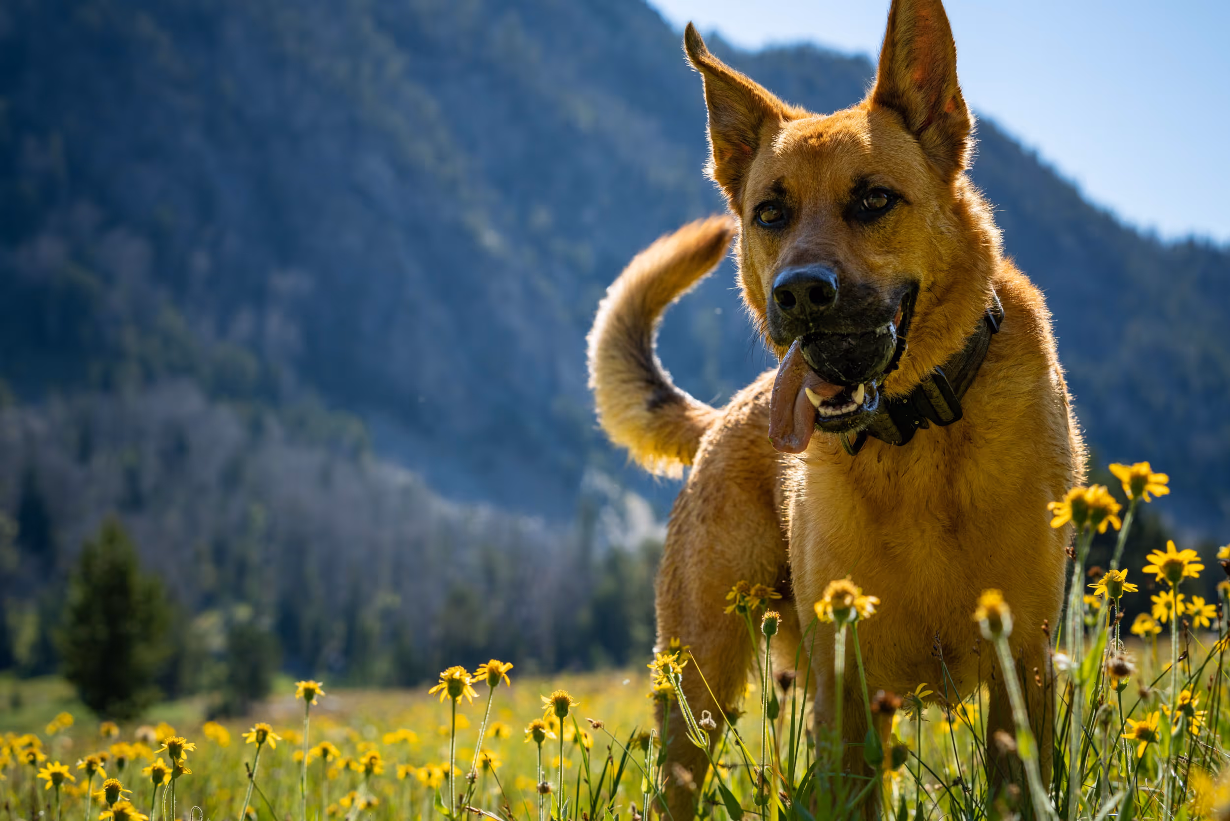 A happy dog trotting up to the camera after retrieving their toy 