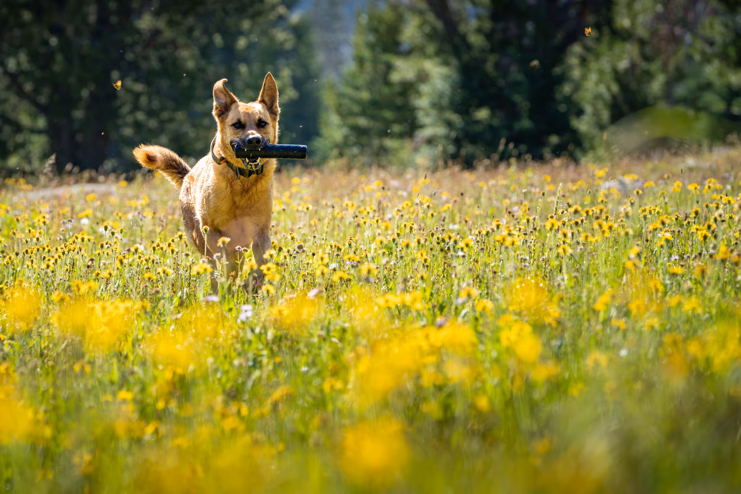 A dog running back to it's owner carrying a rod shaped toy through a field of flowers 
