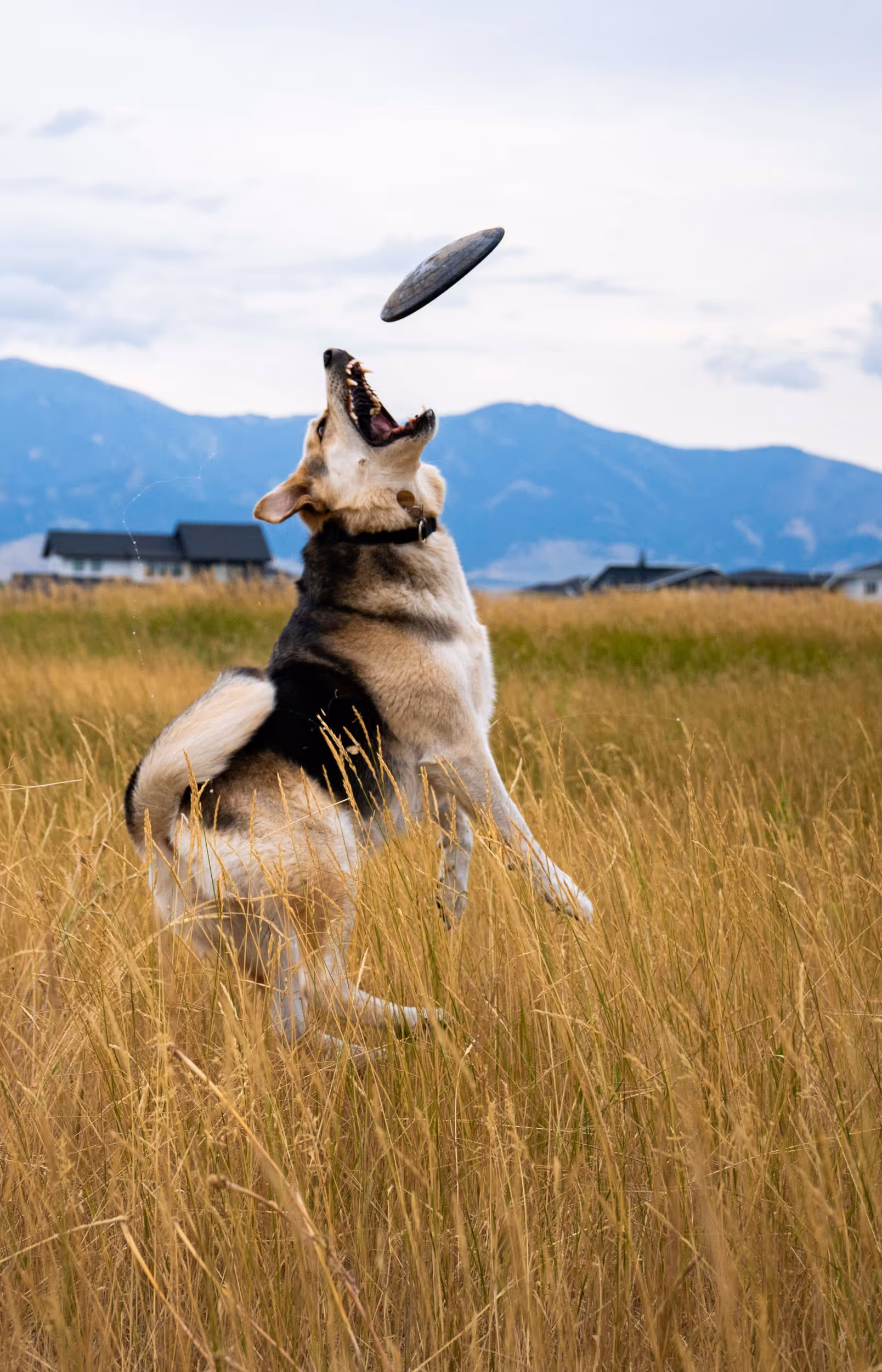 A majestic dog mid air catching a frisbee in the middle of a grassy field 