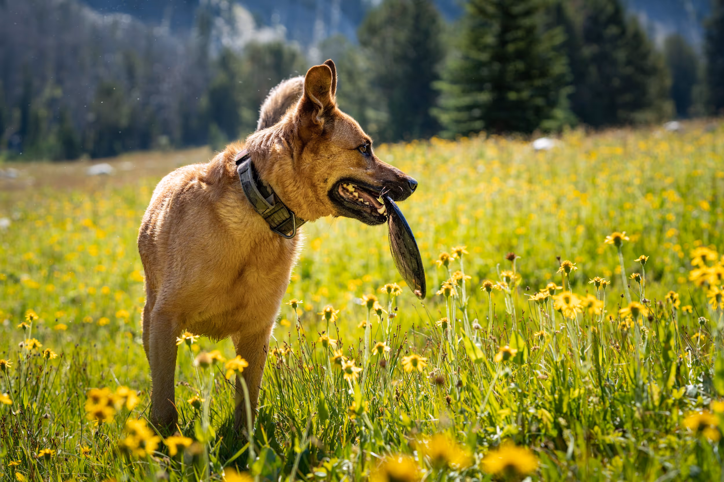A happy pup running back to it's owner after retrieving it's frisbee 