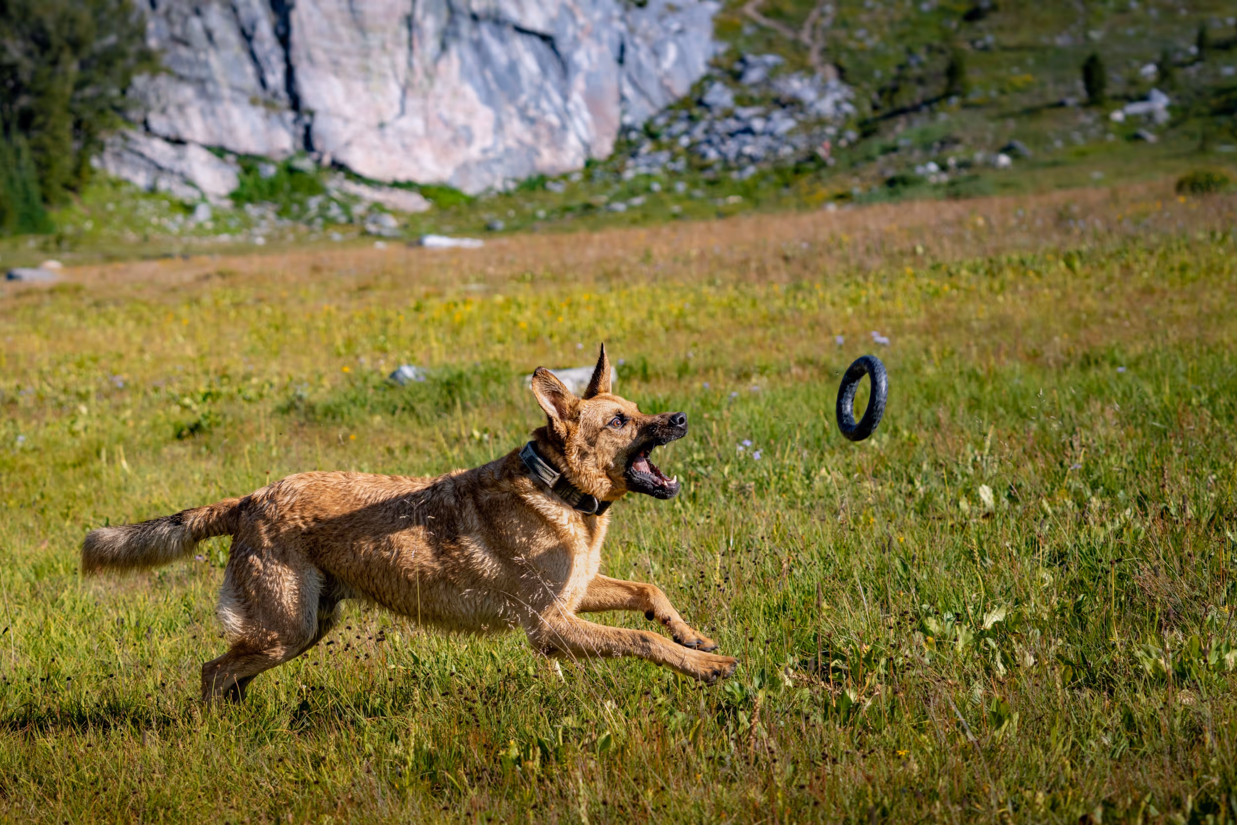 A happy dog running after a frisbee in a field of flowers