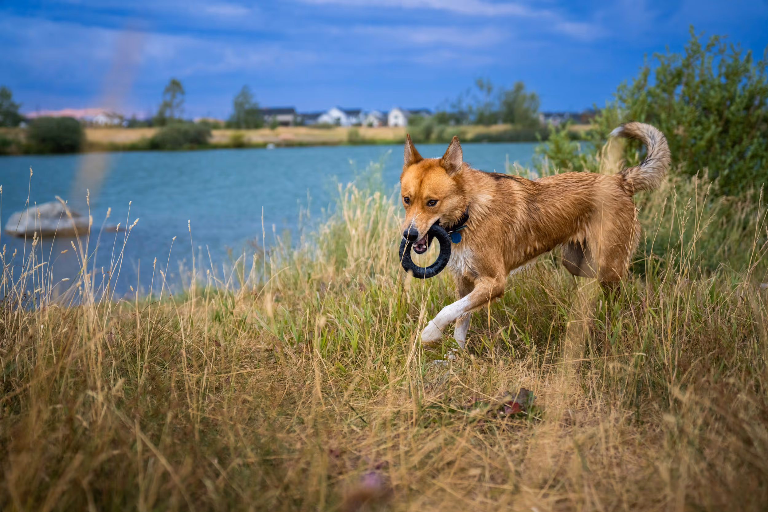 A proud dog carrying her toy after retrieving it from an alpine lake 