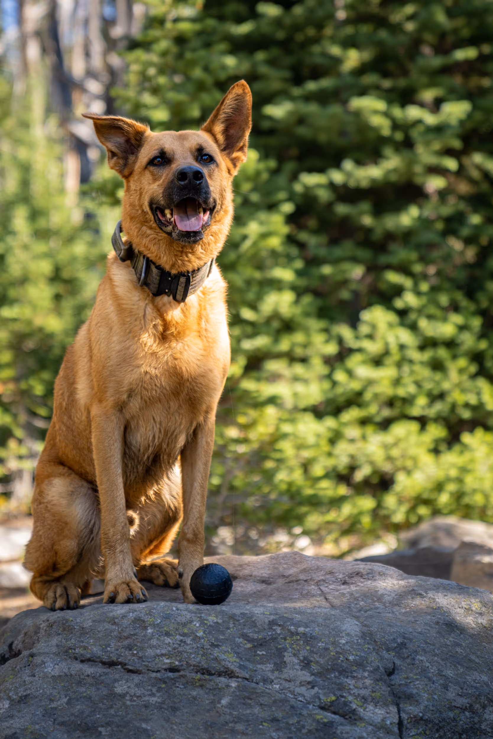 A proud dog sitting on top of a rock in the forest with his retrieved toy 