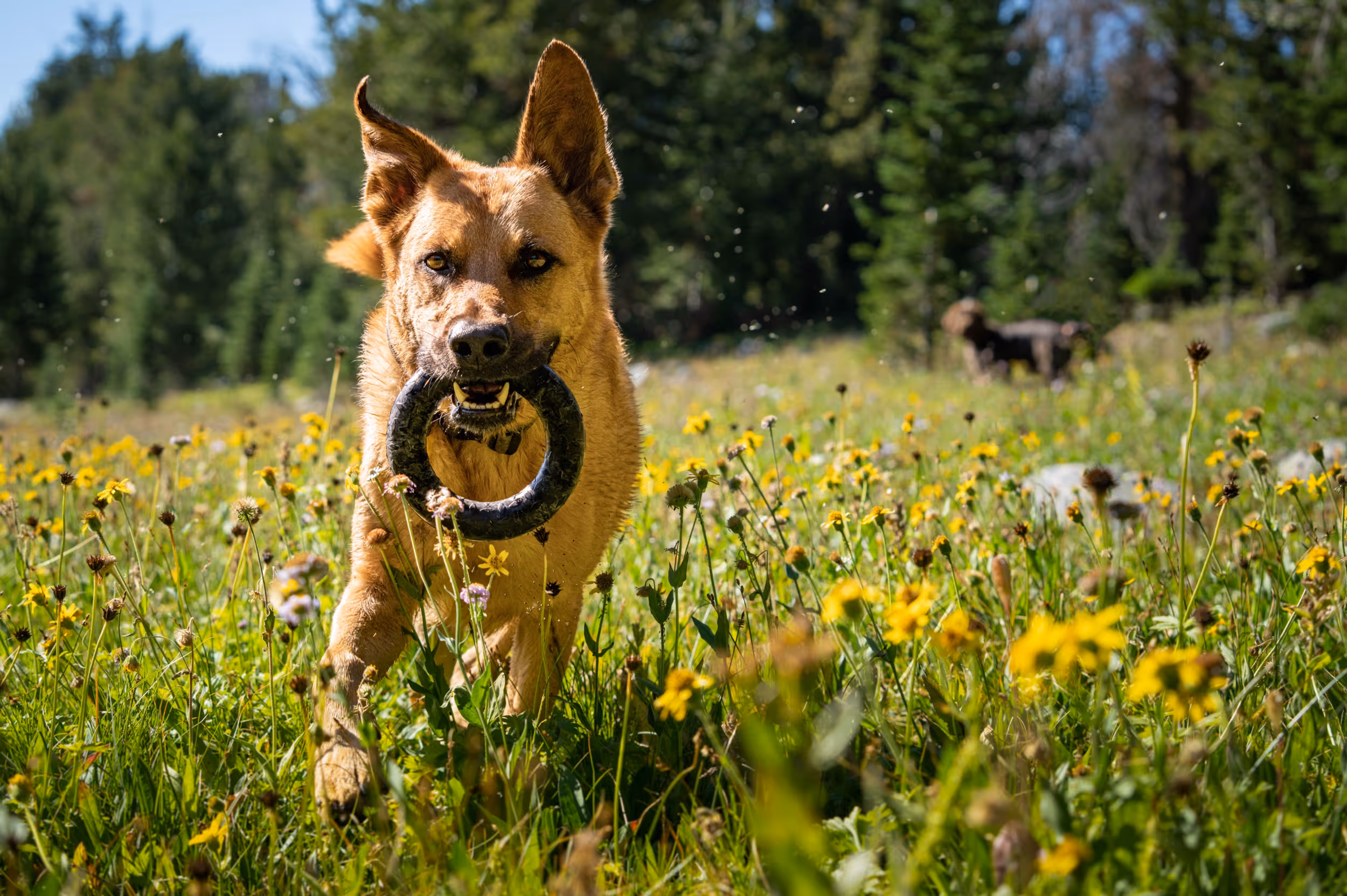 A happy dog carrying his toy through a field of wildflowers 