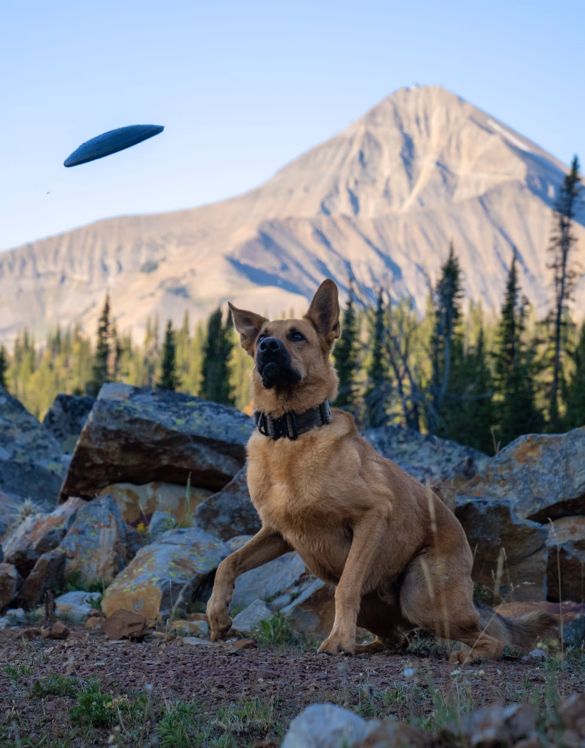 A proud dog about to jump into the air to catch a frisbee with a mountain in the background 