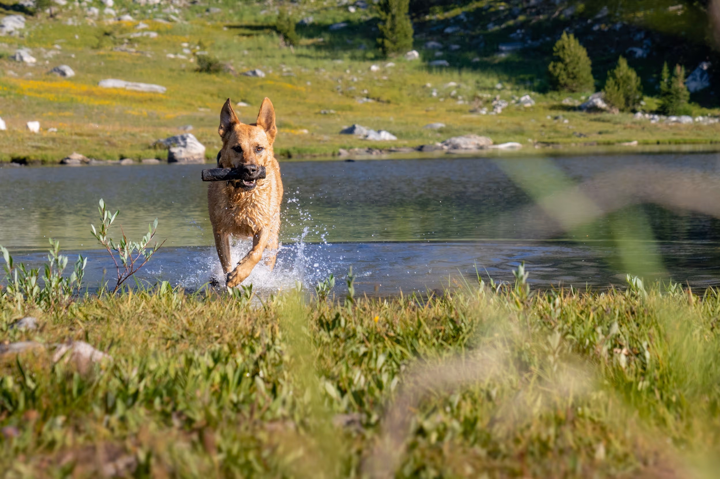 A happy dog running through the shallows of an alpine lake after retrieving their rod-shaped toy 