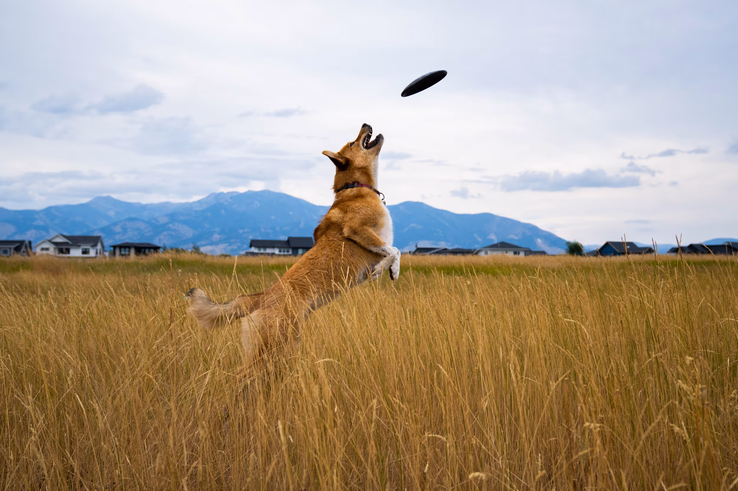 Dog jumping to catch a toy mid flight in the middle of a grassy field 