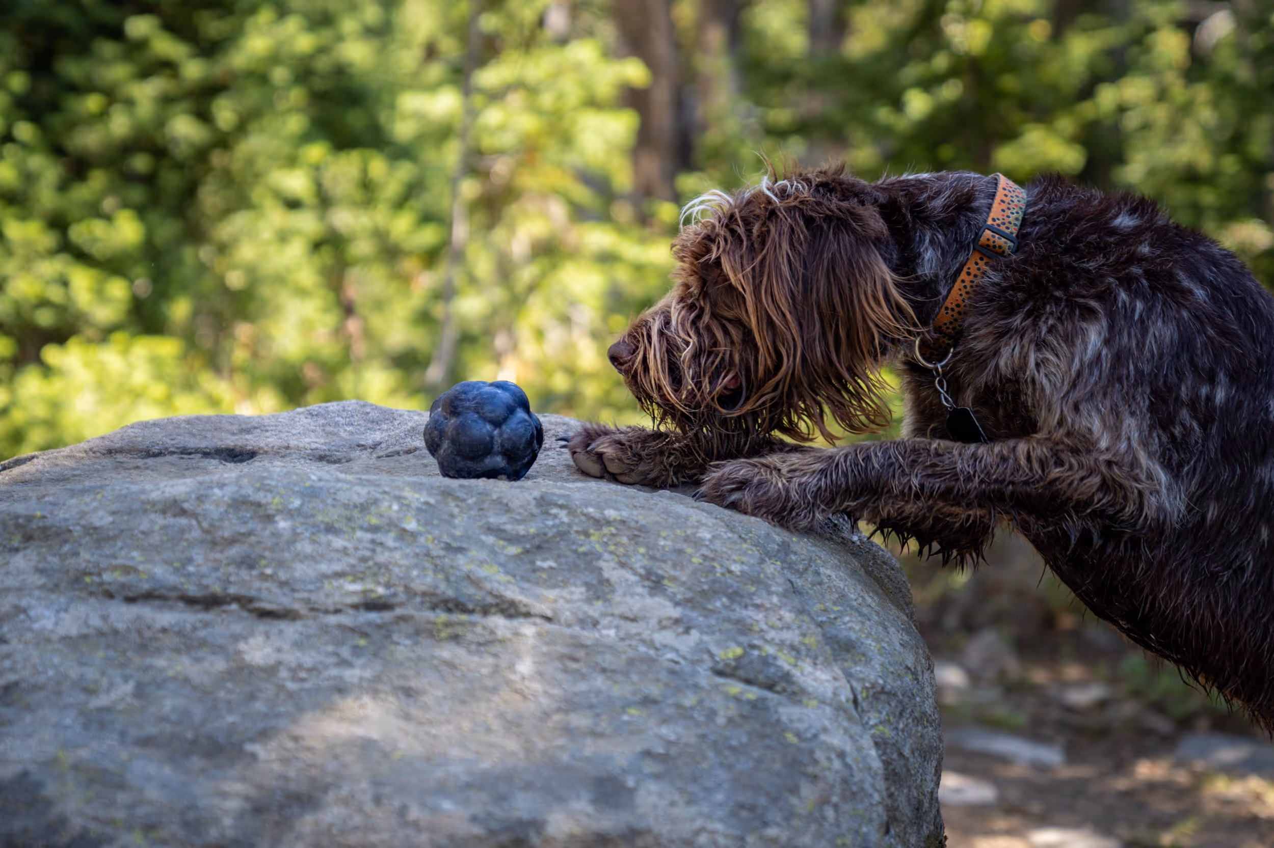 A scruffy dog hopping up on a rock to grab a toy off the top 