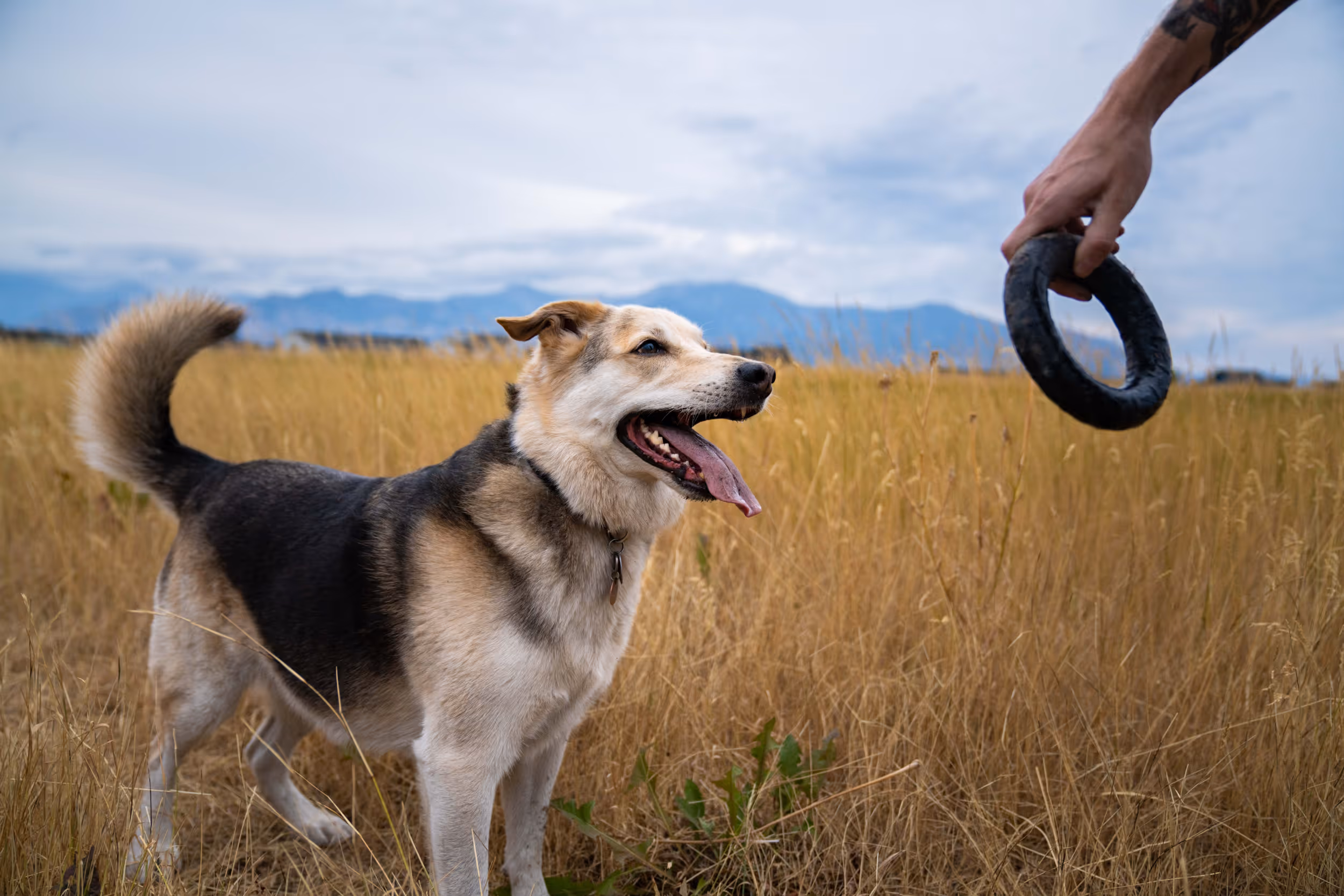 A happy dog accepting a round toy 