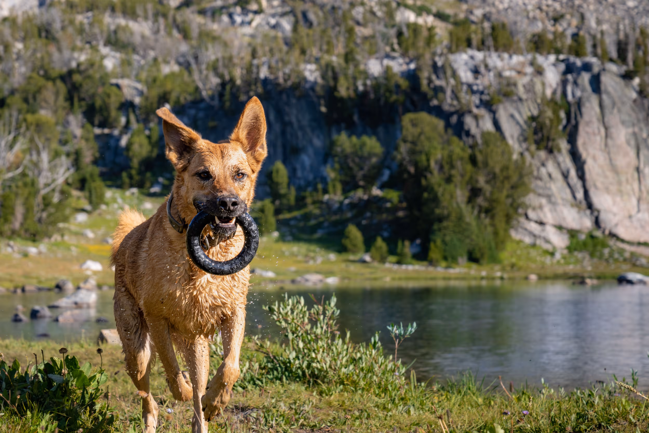 A proud dog showing off his toy after retrieving it from a lake