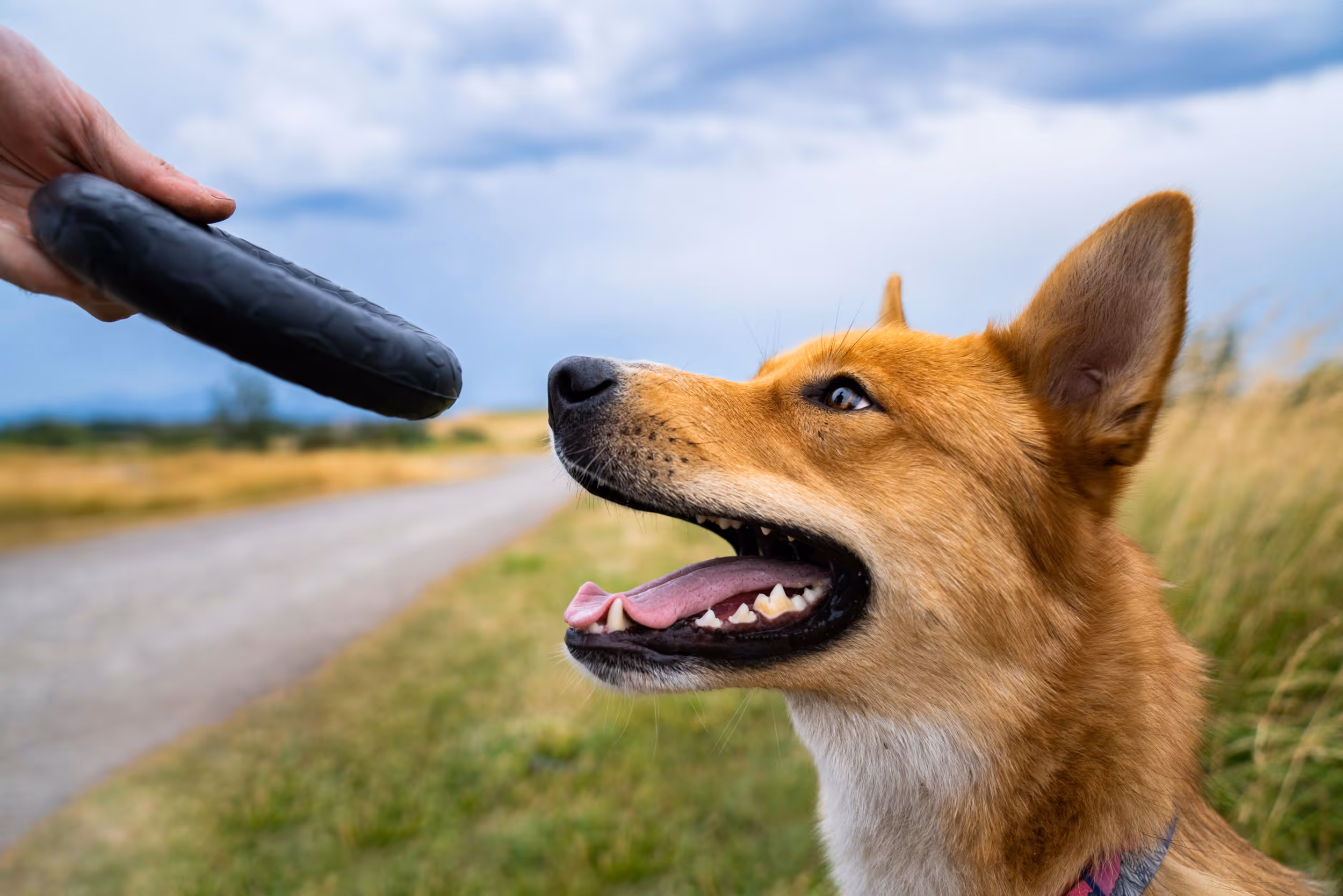 A happy dog accepting a toy