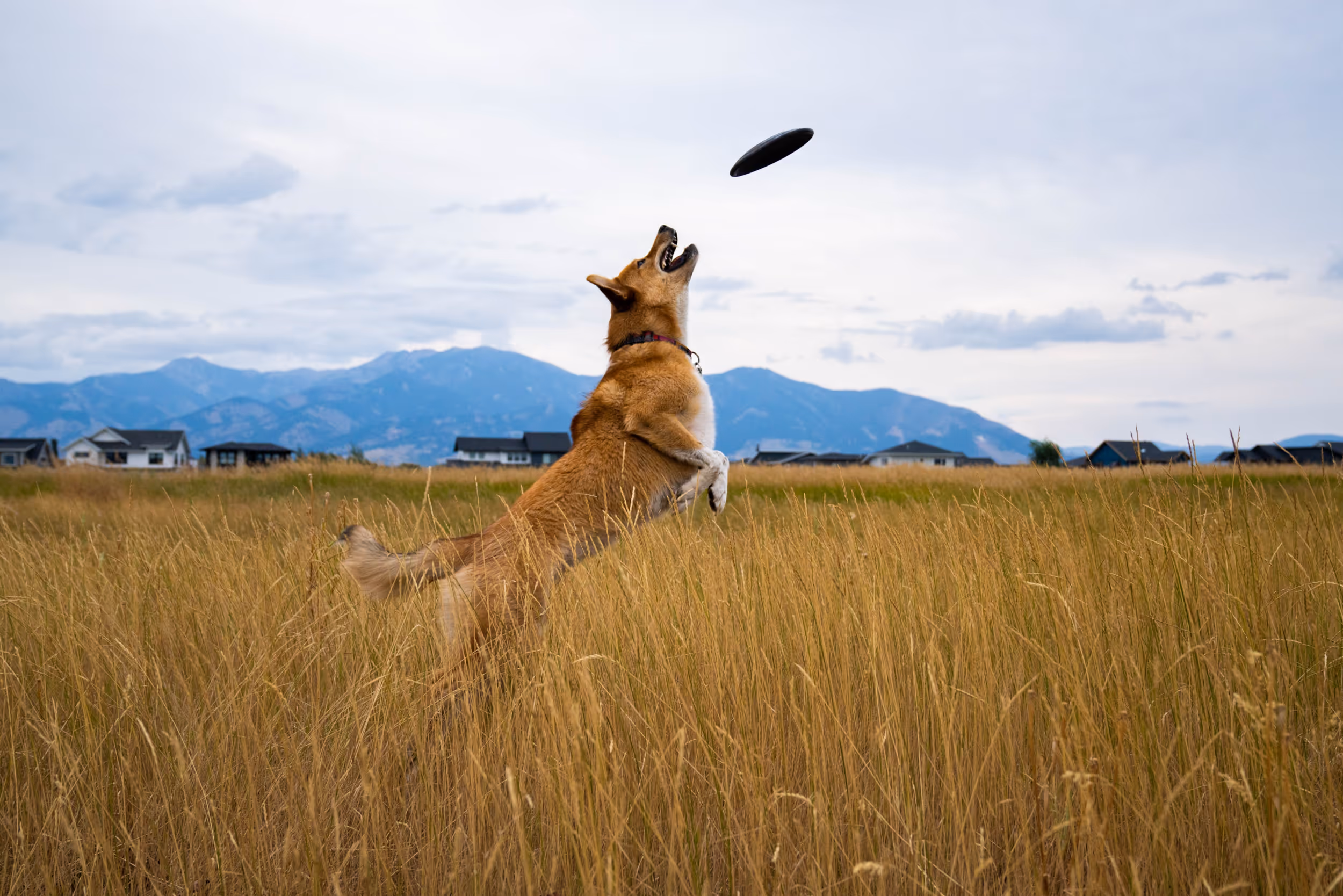 Dog jumping to catch a toy mid flight in the middle of a grassy field 