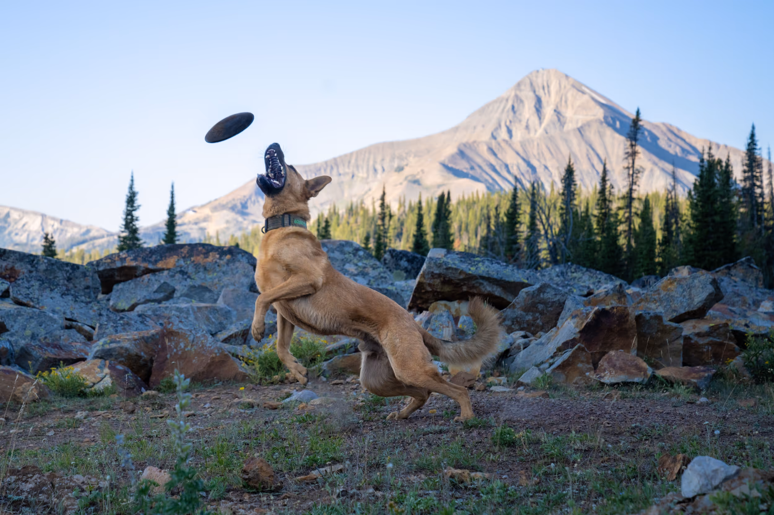 A happy dog catching a toy mid air with a mountain in the background
