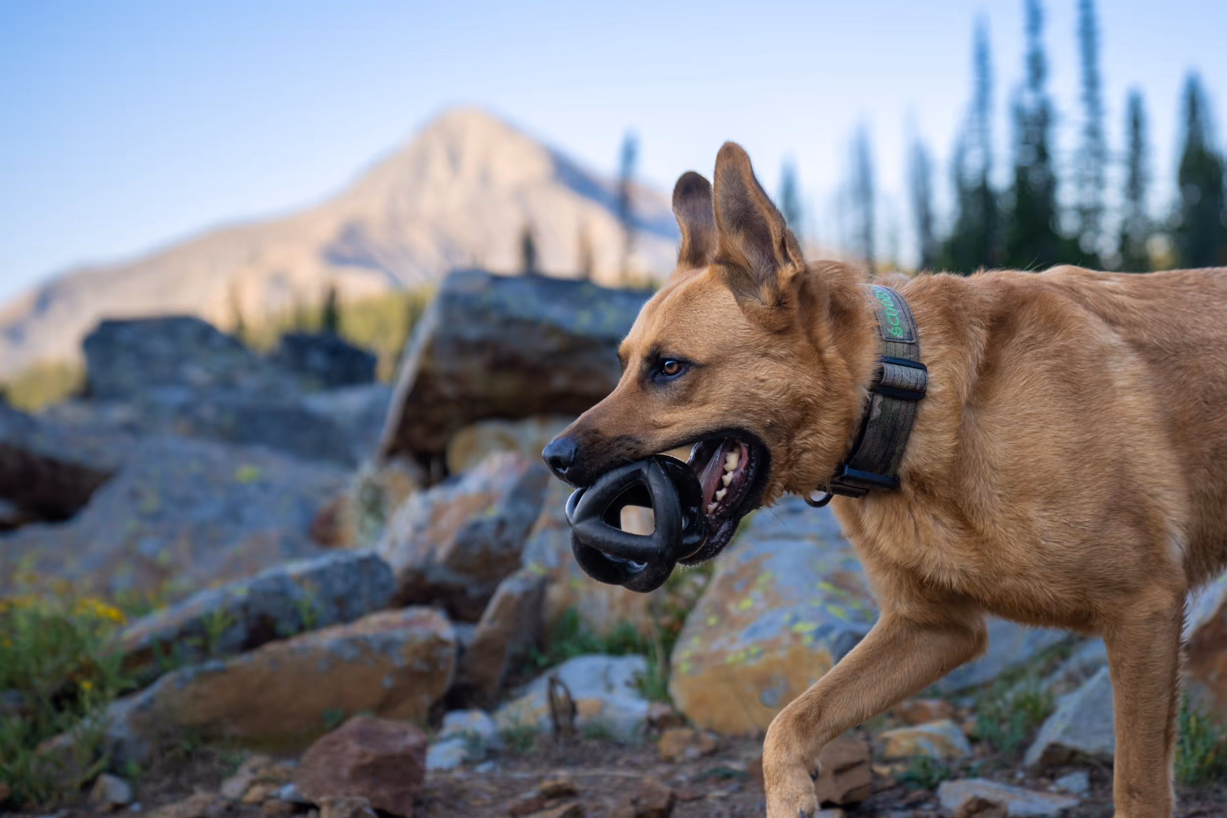 A happy dog carrying a toy with mountain in the background
