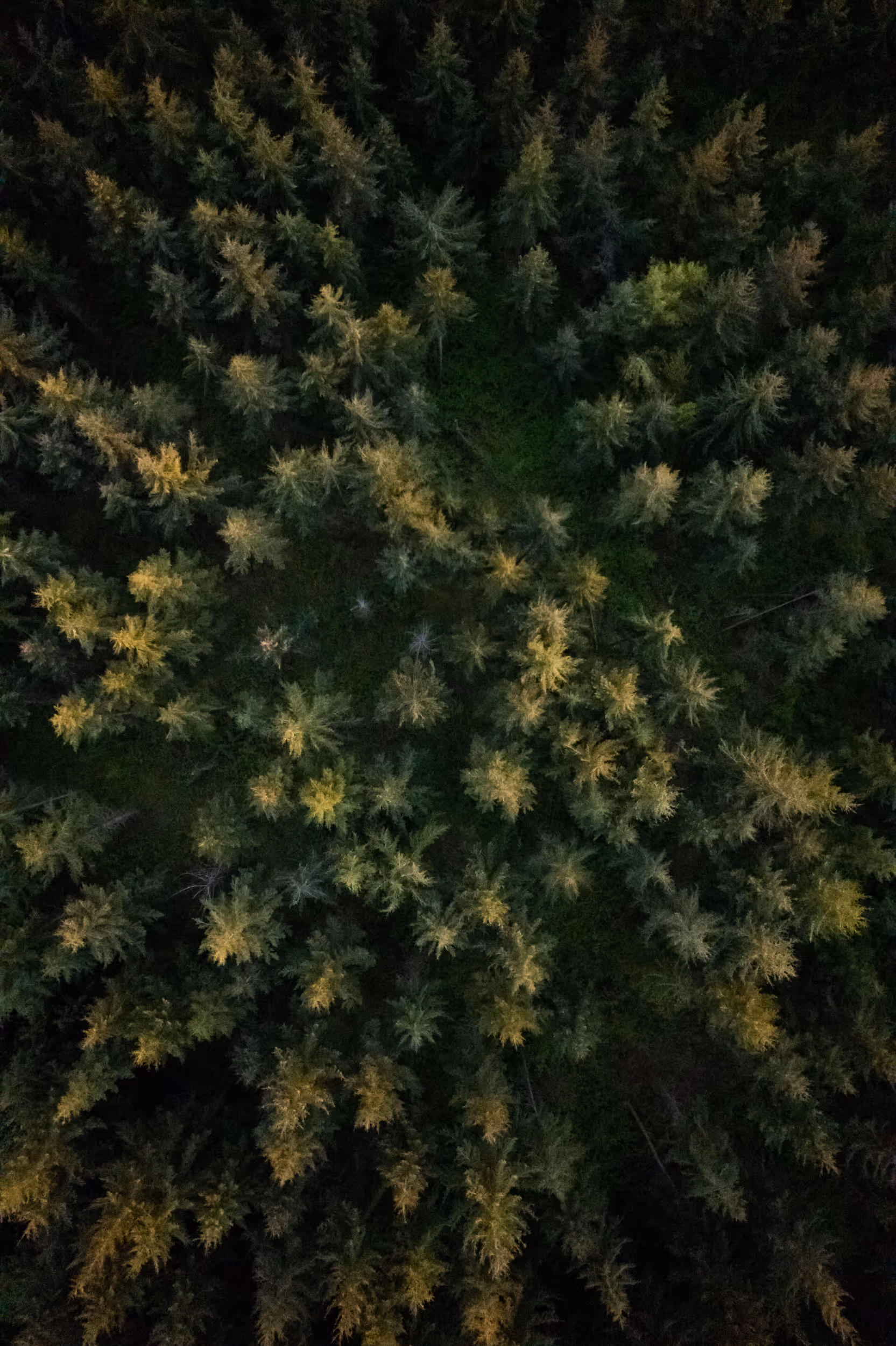 A birds eye view of a coniferous forest 