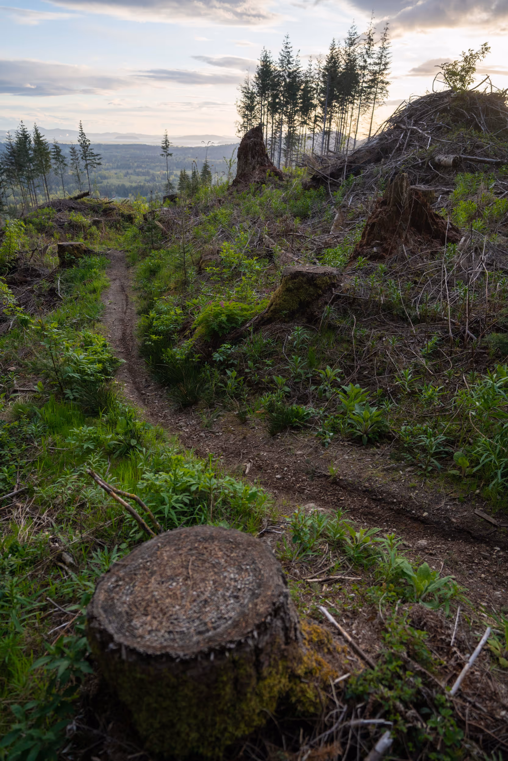 A windy mountain bike trail through some tree stumps 