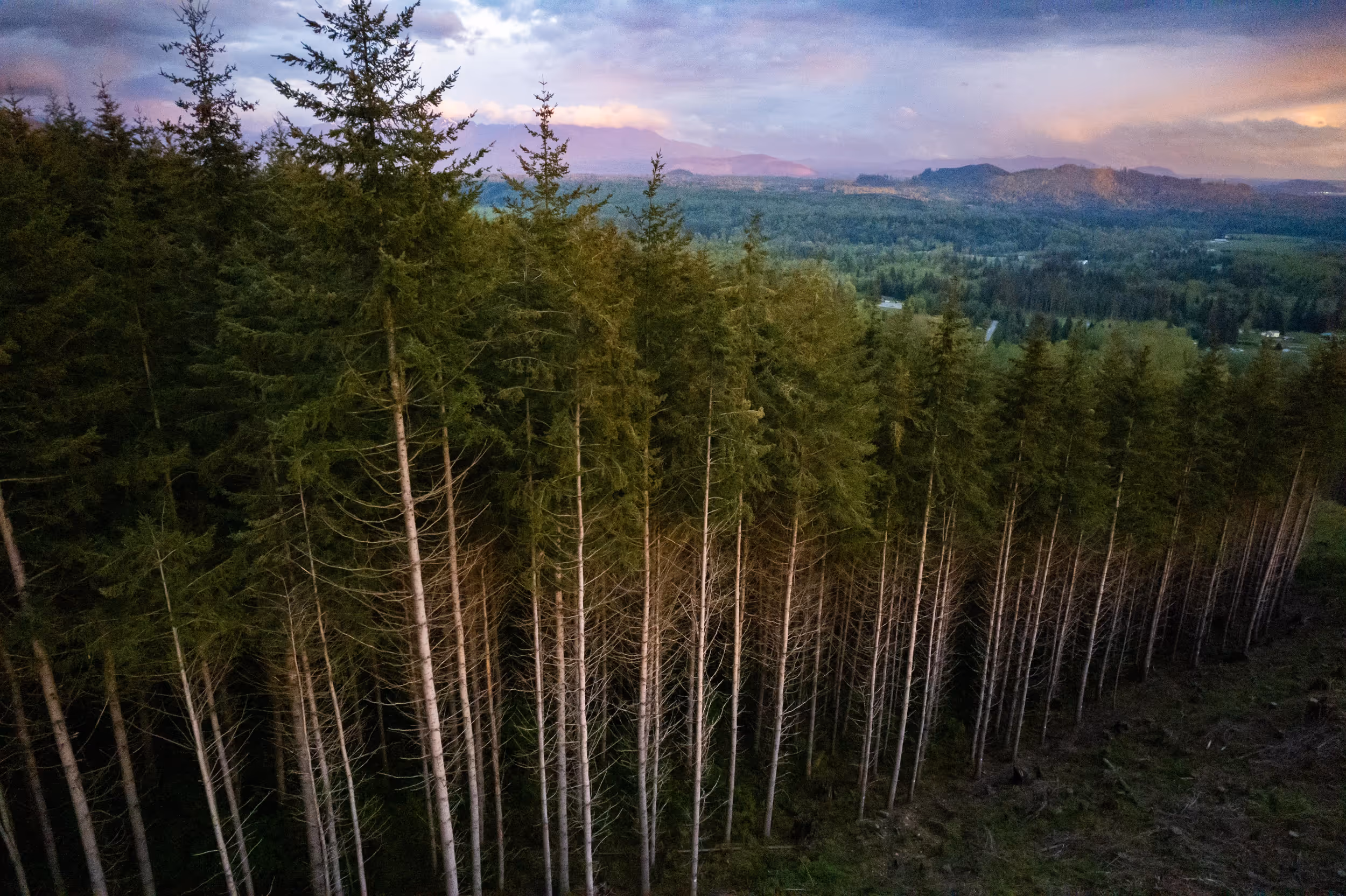 A sunset shot of the edge of a logged forest 