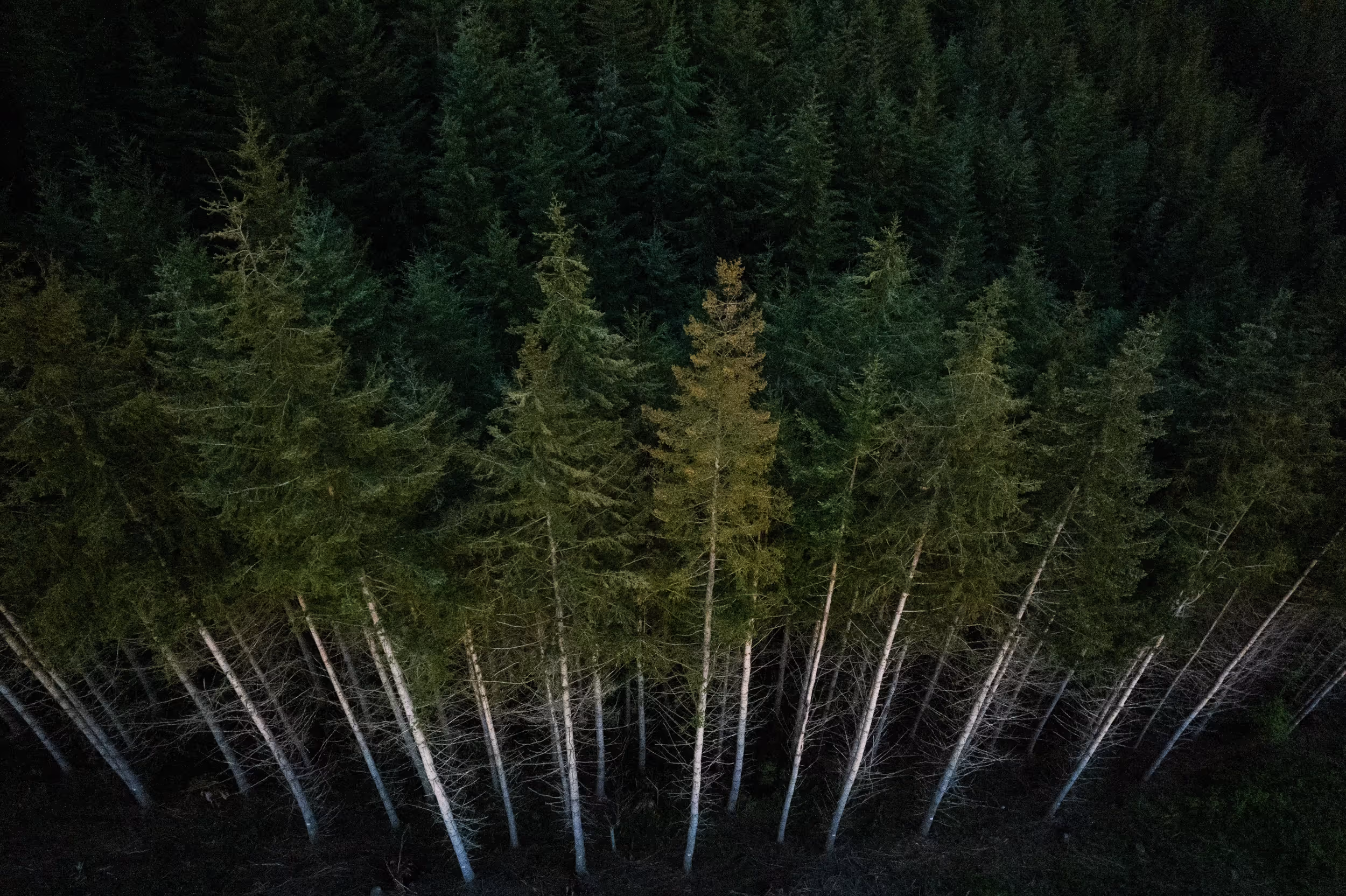 A shot of the edge of a logged forest 