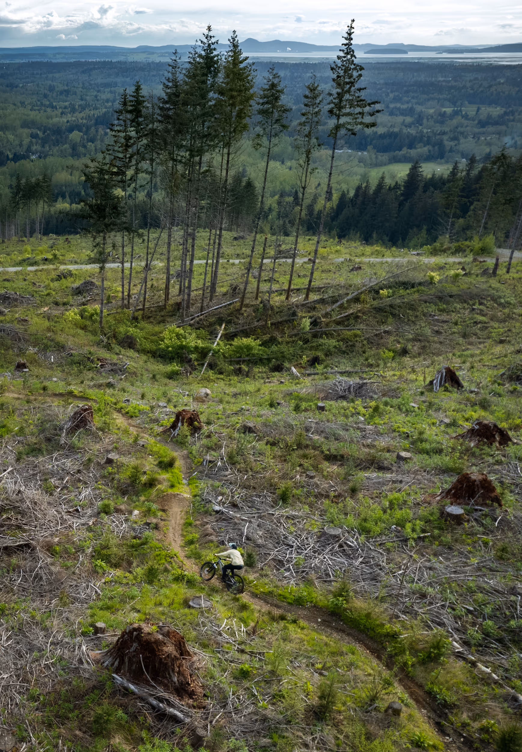 A mountain biker zipping through a fast section of trail surrounded by tree stumps 