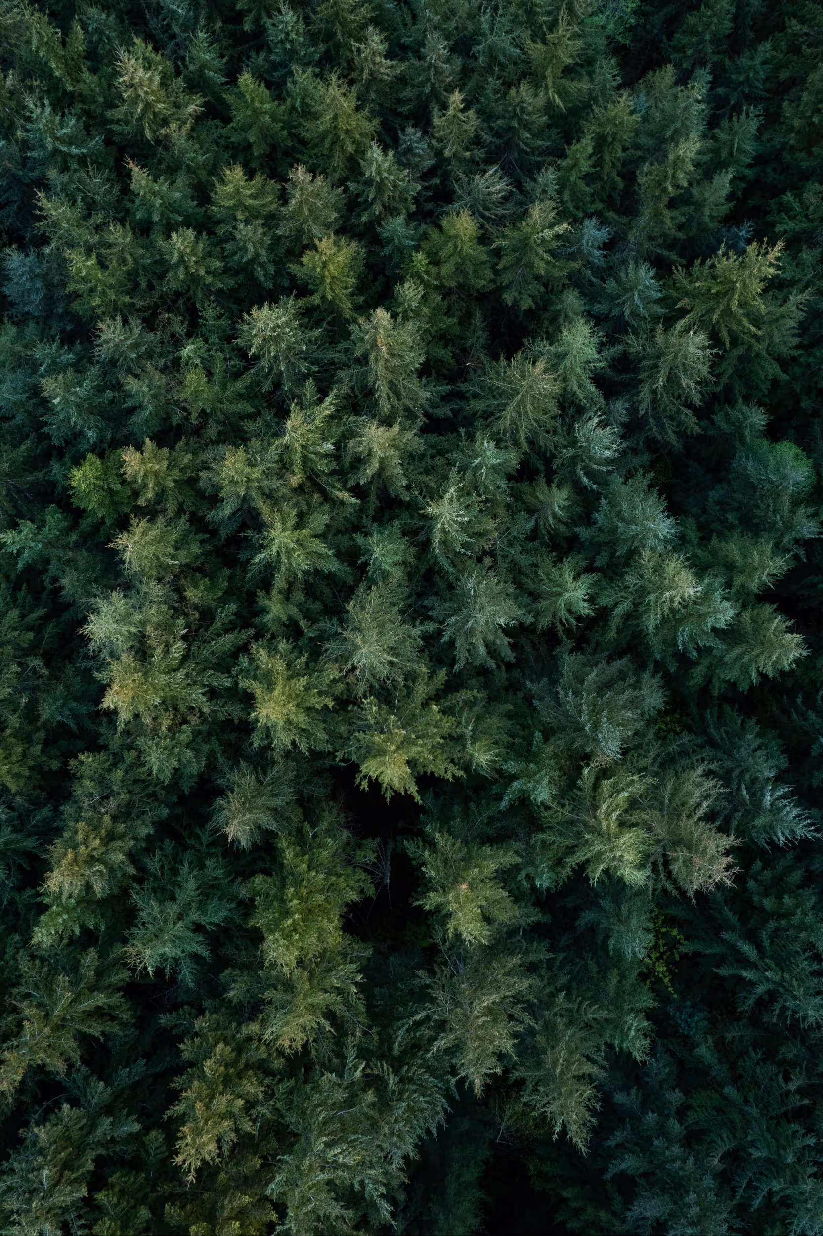 A birds eye view of an evergreen forest 