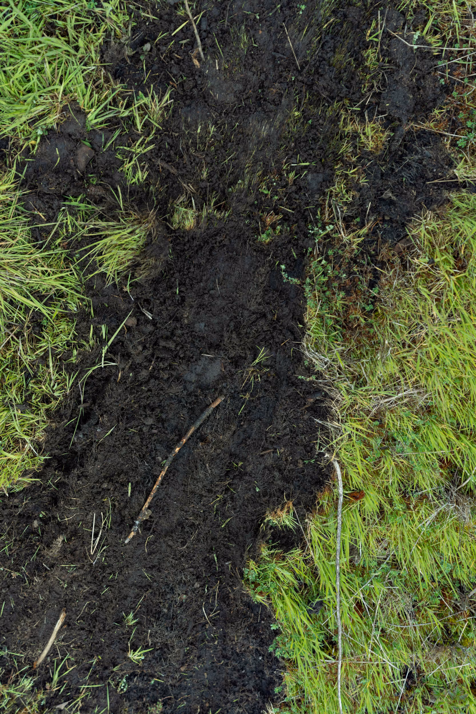 A muddy trail section 