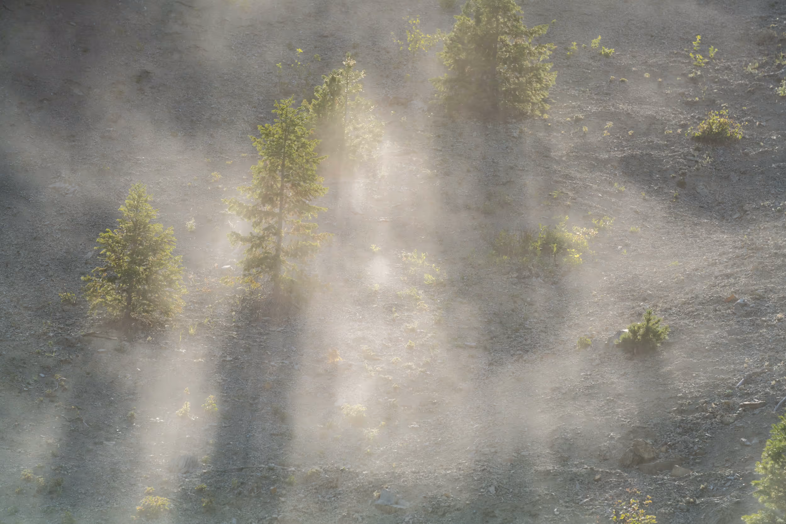 Some trees on a steep hillside covered in dust from mountain bikers
