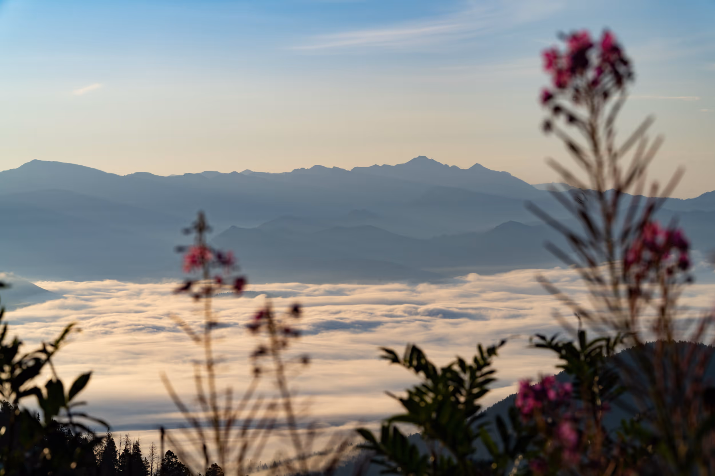 Some fireweed flowers in the foreground and a foggy valley lower in the valley behind them 