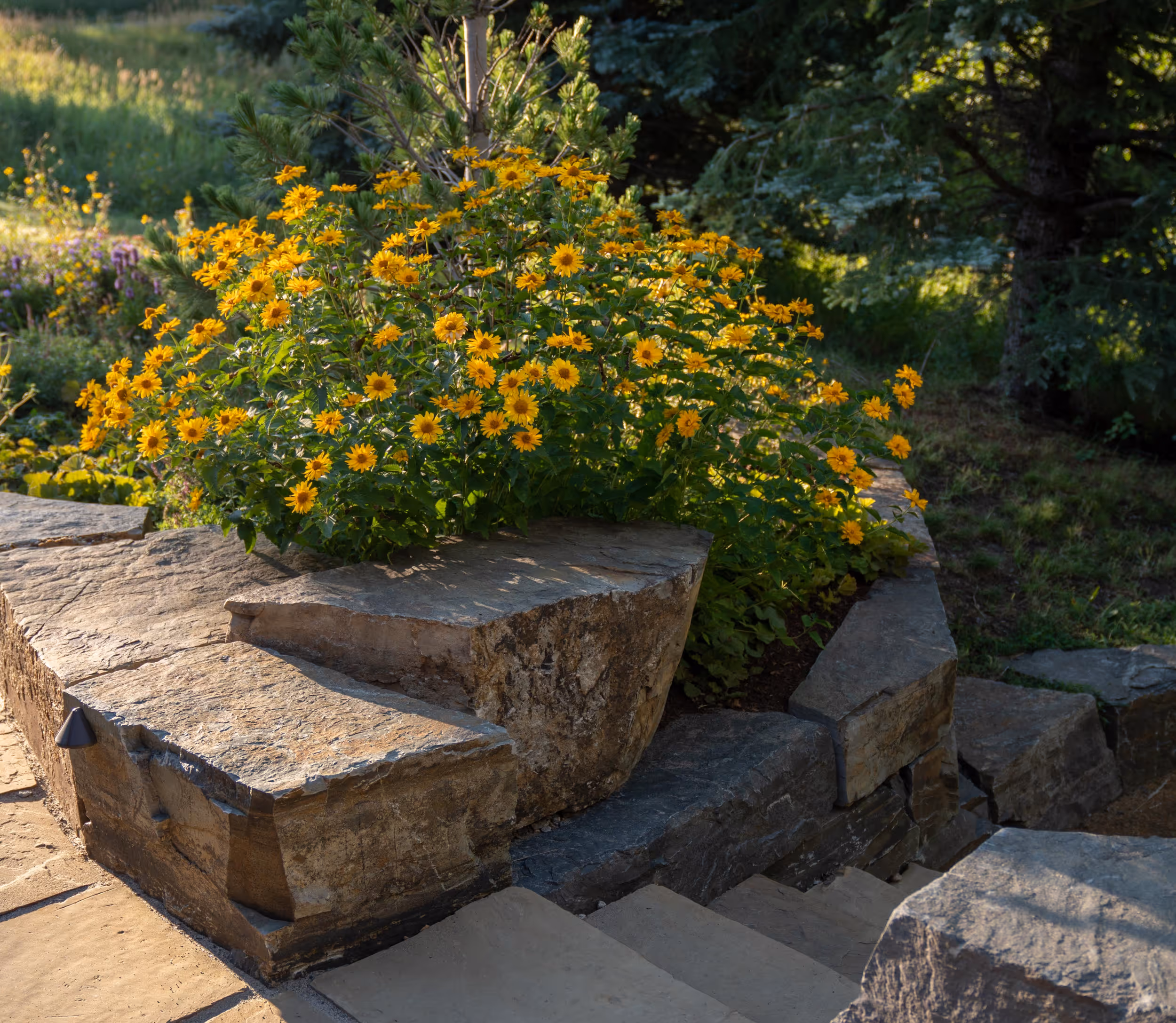 Some flowers bordering a stone staircase 