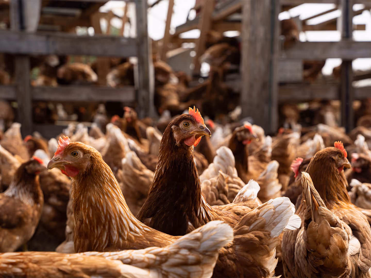 LaValley Farms chickens