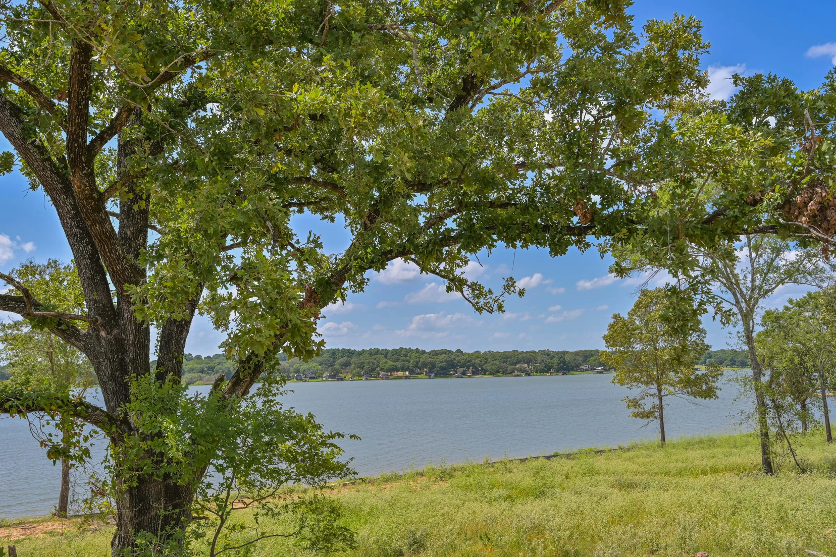 Lake view through mature hardwood trees