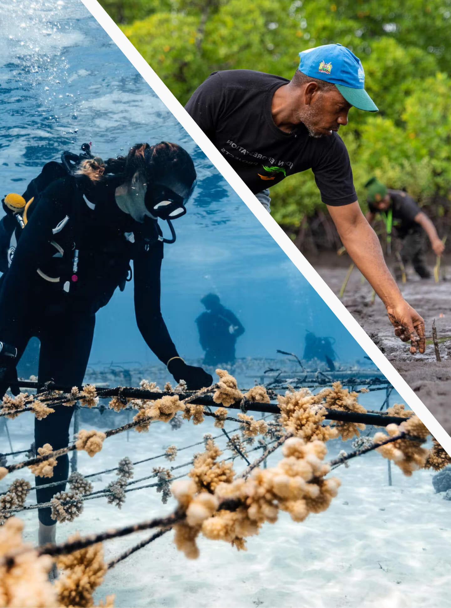 Diver in ocean planting corals and man planting mangrove trees