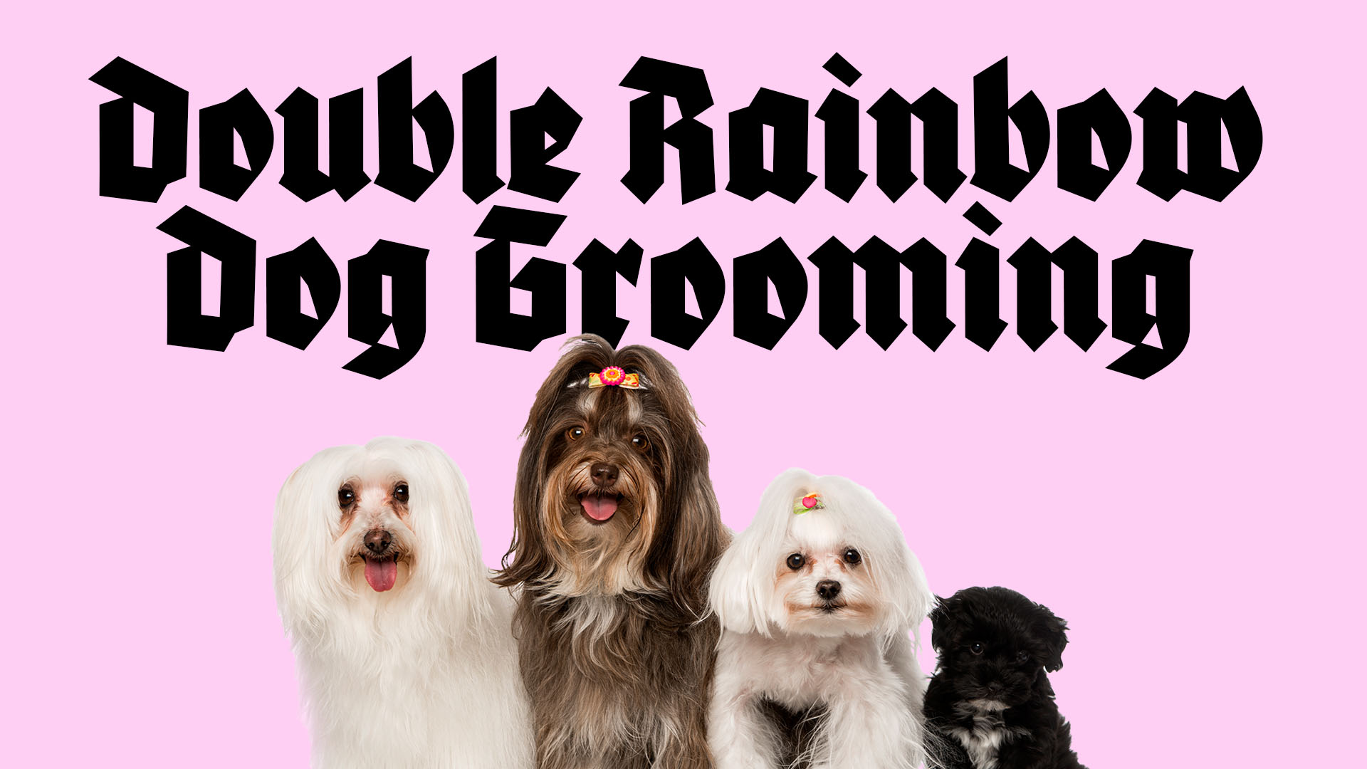 A dog groomer using gothic script reading "Double Rainbow Dog Grooming"