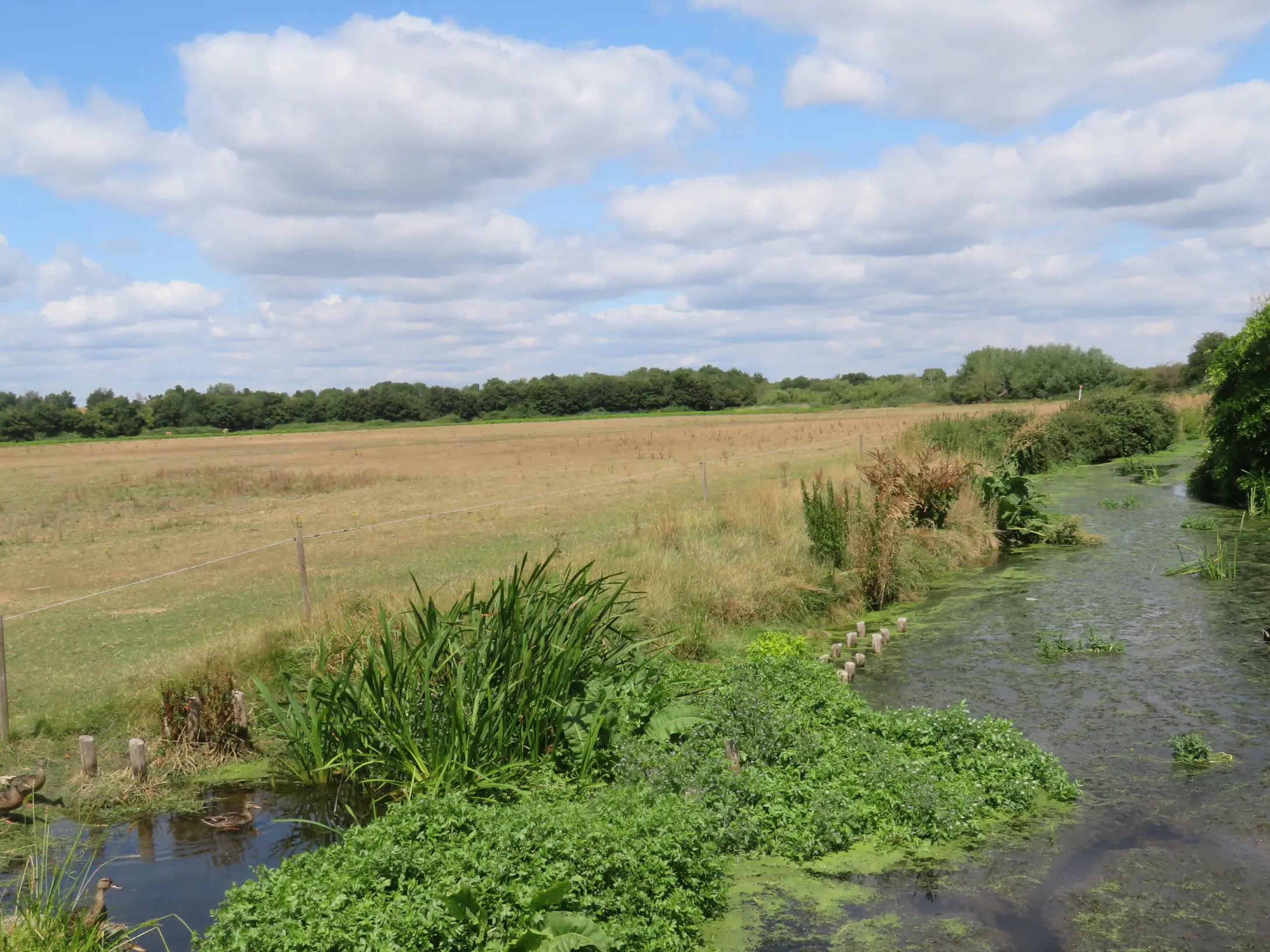 A view of Dorney Common river bank