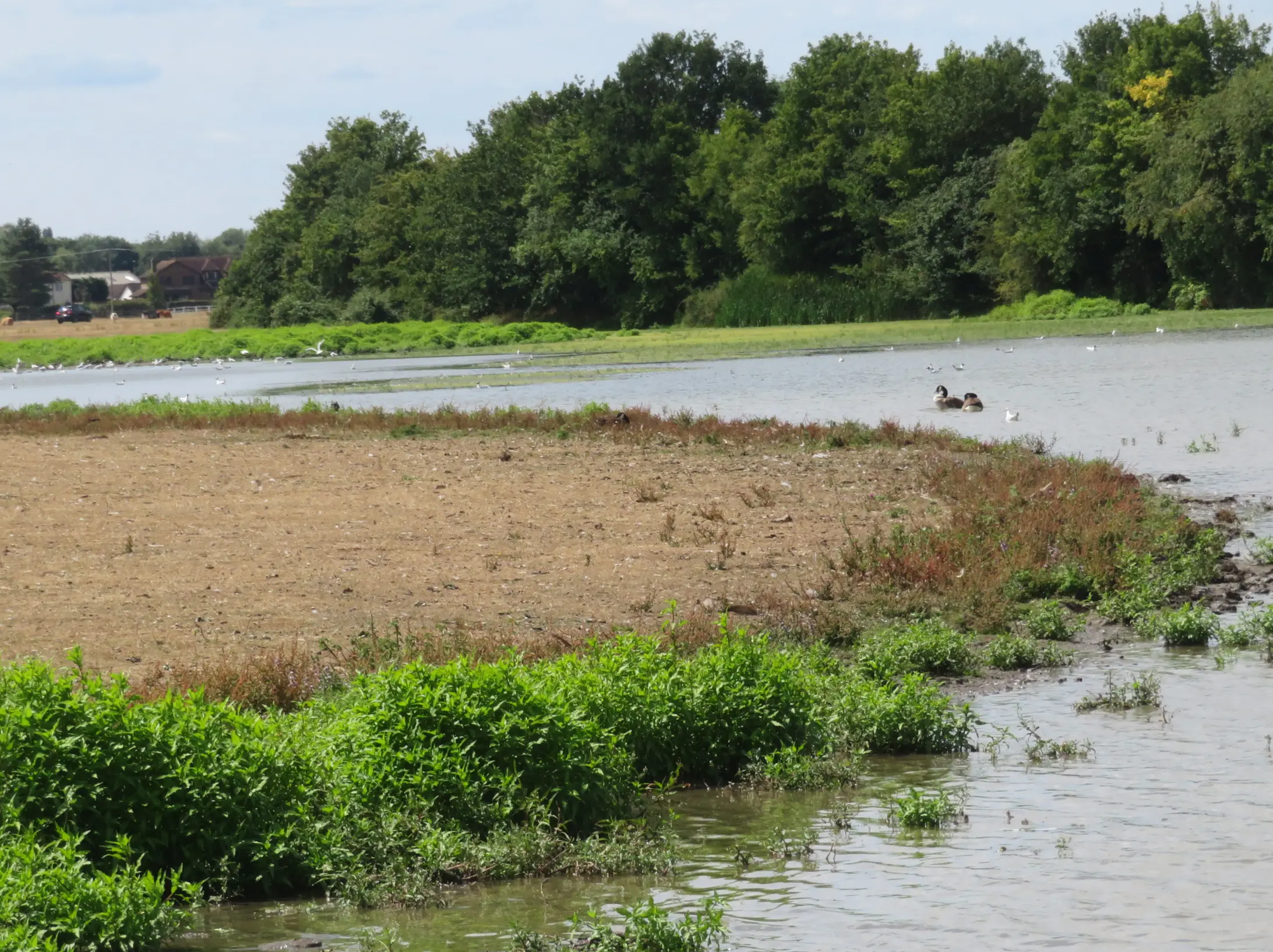A view of the muddy bank area on Dorney Common