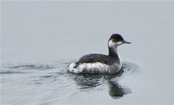 a Black-necked Grebe swimming on College Lake