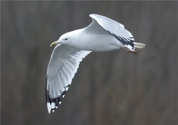A Caspian Gull flying over Floodplain Forest Nature Reserve (formerly known as Manor Farm)