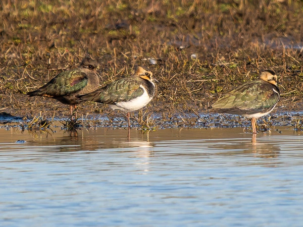 Lapwings including a possible melanistic Lapwing sitting on the shore at Marlow GP