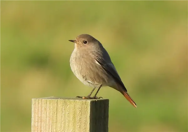 Black Redstart standing on the edge of the top of a fence post, looking left