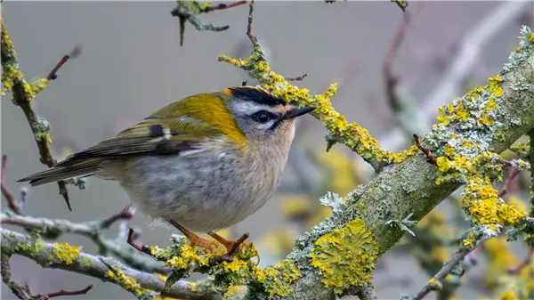 Firecrest sitting on a bare branch with lichen on branch