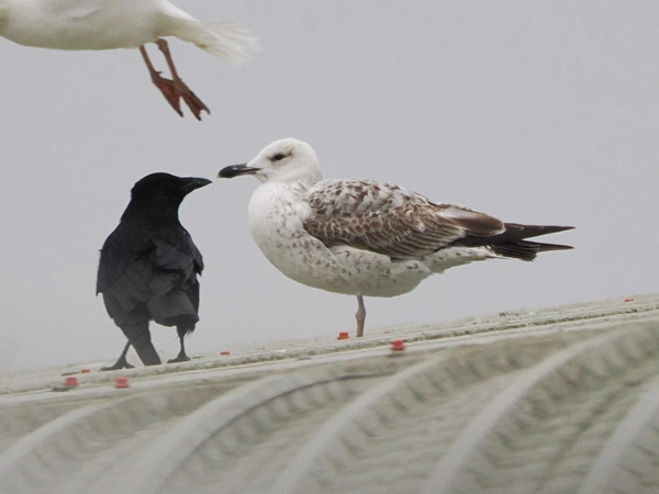 Caspian Gull on a roof, with a Crow