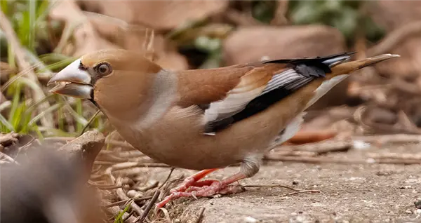 Hawfinch foraging and eating seed, while standing on a slab