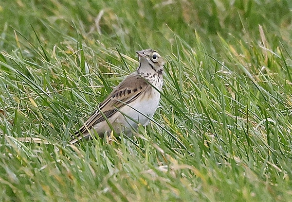 Richard's Pipit standing in short grass, looking left